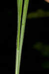 Fuzzy wuzzy sedge